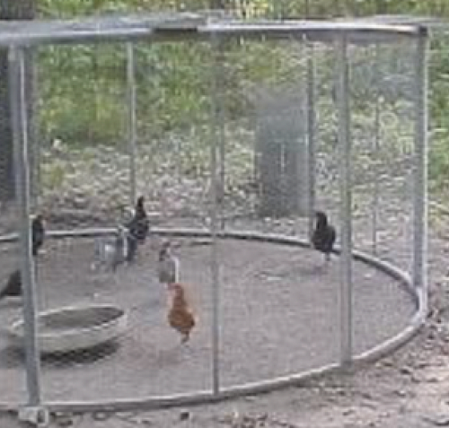 Chicken coop made from a trampoline